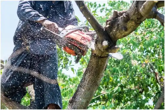 tree services Centerville